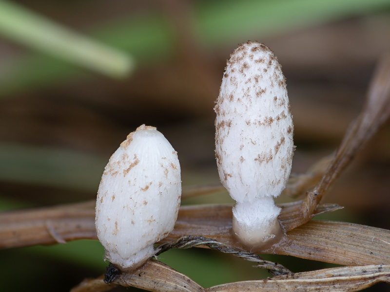 Coprinopsis friesii